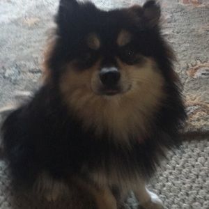 Meet your Posher, Harriett